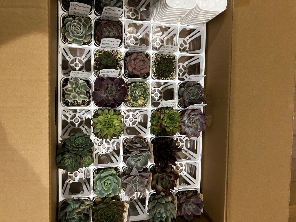 多肉植物 エケベリア ブルーアップル錦 7.5cmポット苗 : ハニーミント