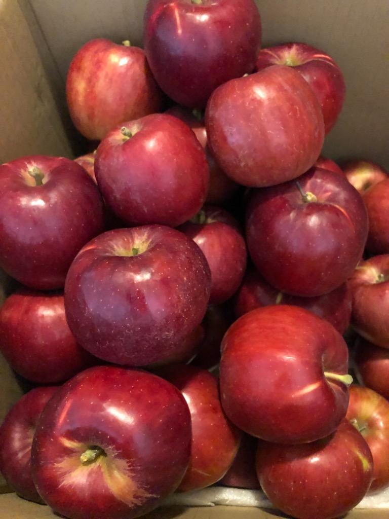 紅玉 りんご 訳あり 9.5キロ 送料無料 ご家庭用 山形県産 林檎 リンゴ 