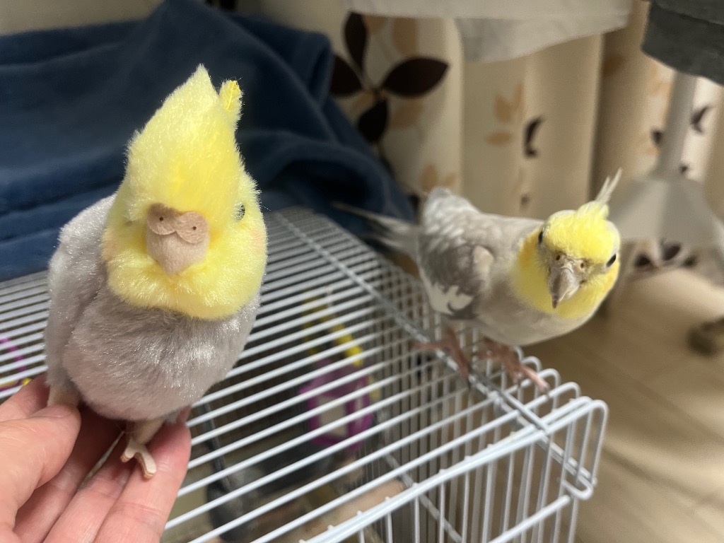 在庫あり りくのなかまたち ことりのね オカメインコ グレー