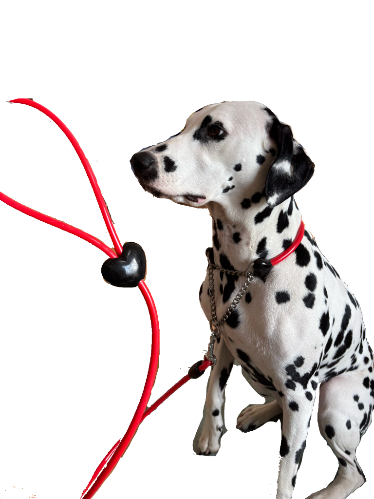 1件目のレビュー画像 | 0