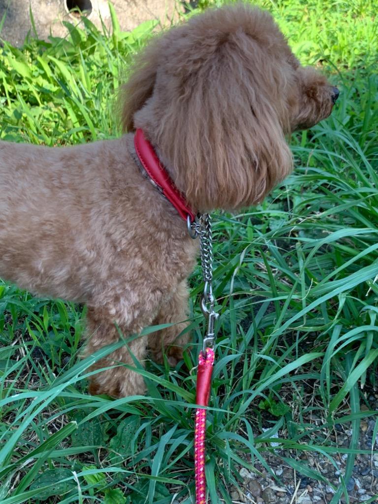 全体のレビュー画像 | 0-0