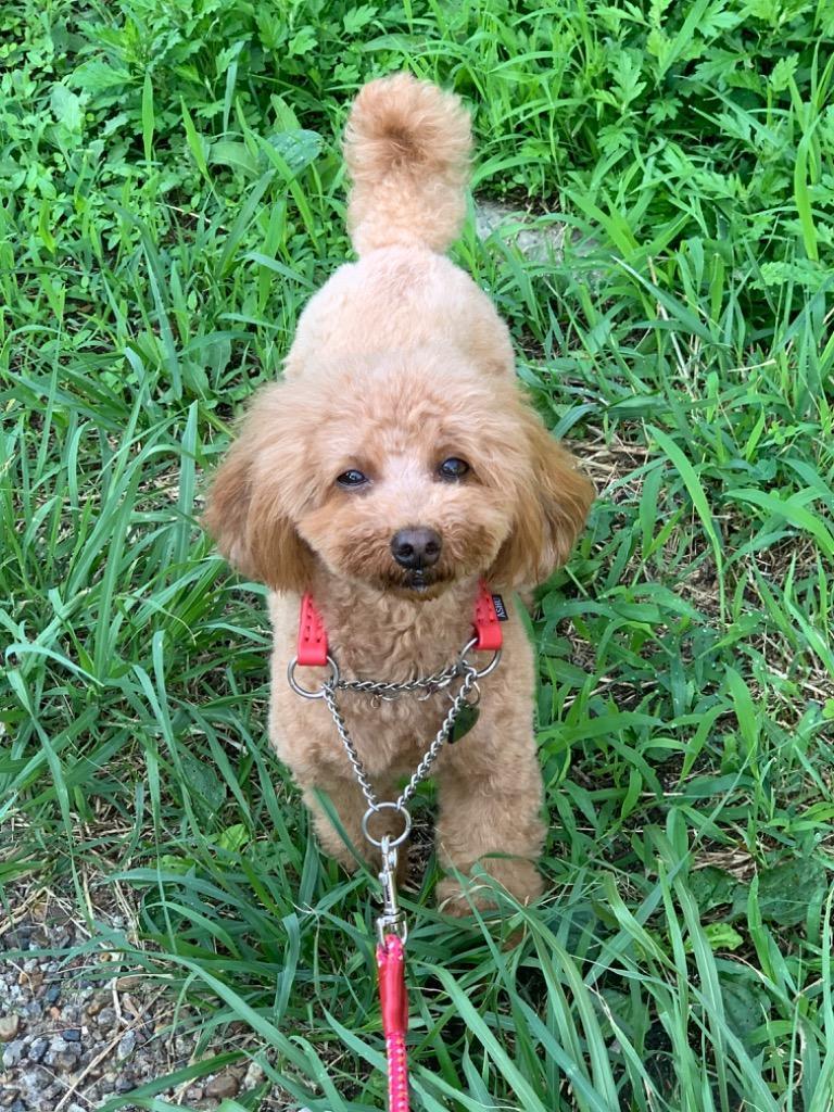 全体のレビュー画像 | 0-1