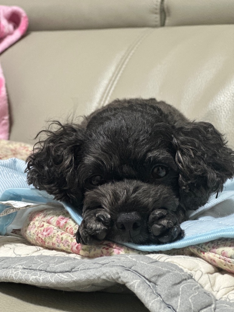 1件目のレビュー画像 | 0