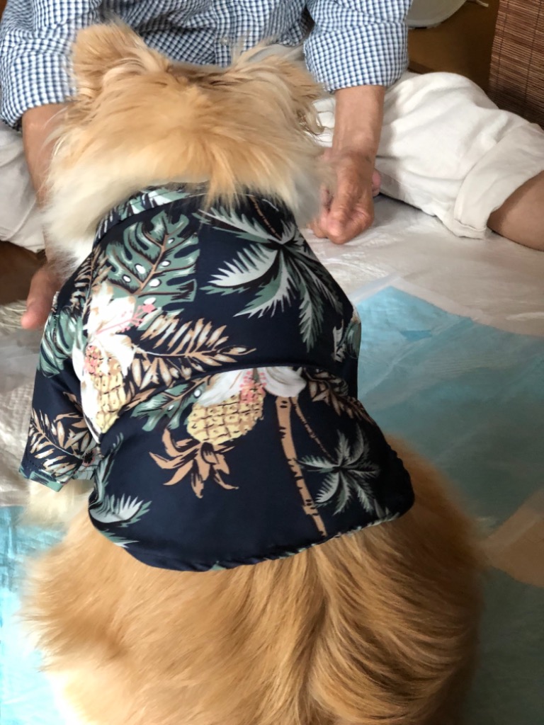 Atelier GG アロハプリントシャツ　犬服　山吹 楽天市場】犬 服 アロハ シャツの通販