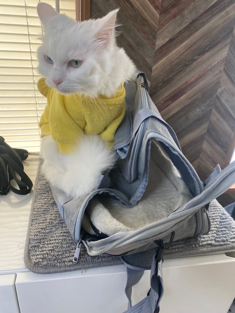 全店5％OFF／ペットキャリーバッグ 猫 犬 ネコ バック 3way