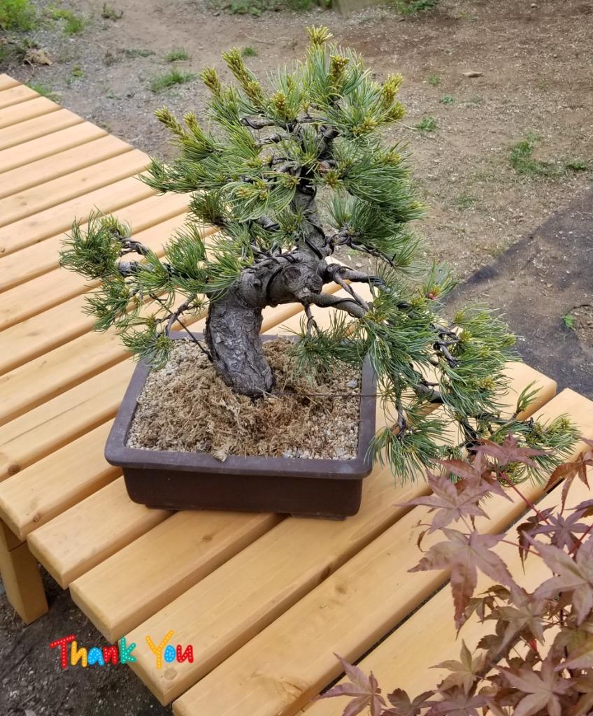 株）一樹園 宮島 五葉松 中品盆栽／樹齢40年 : 一樹園 - 通販 - Yahoo