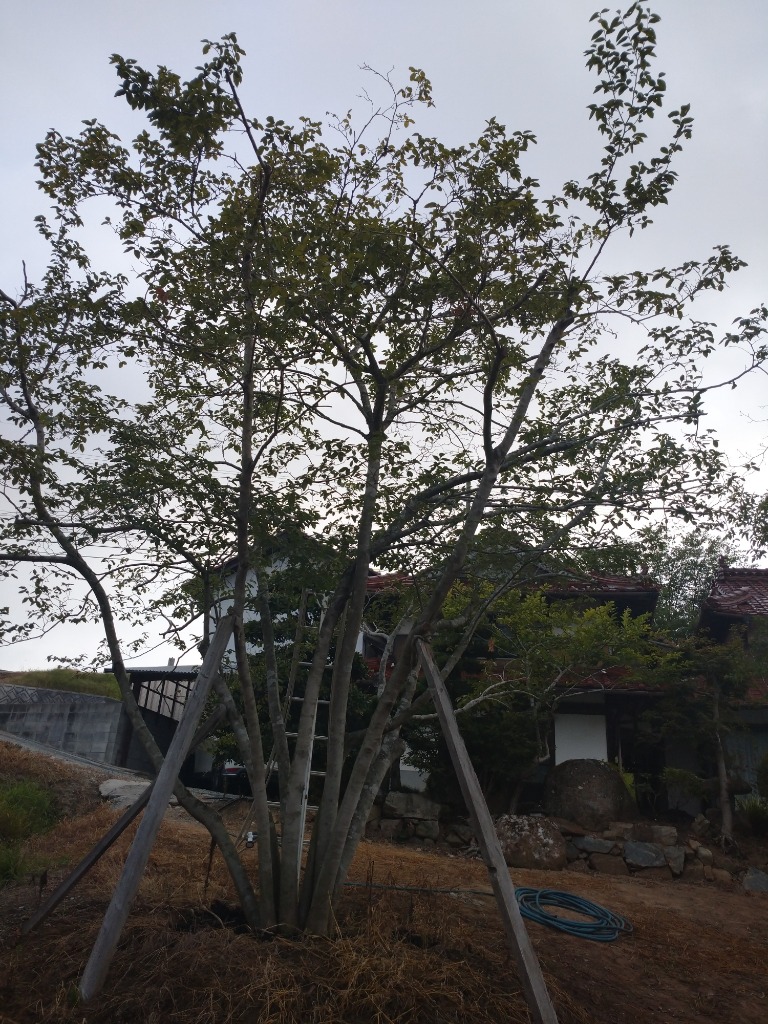 1件目のレビュー画像 | 0