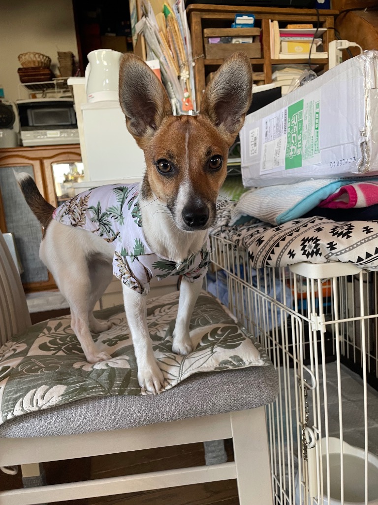 全体のレビュー画像 | 0-0