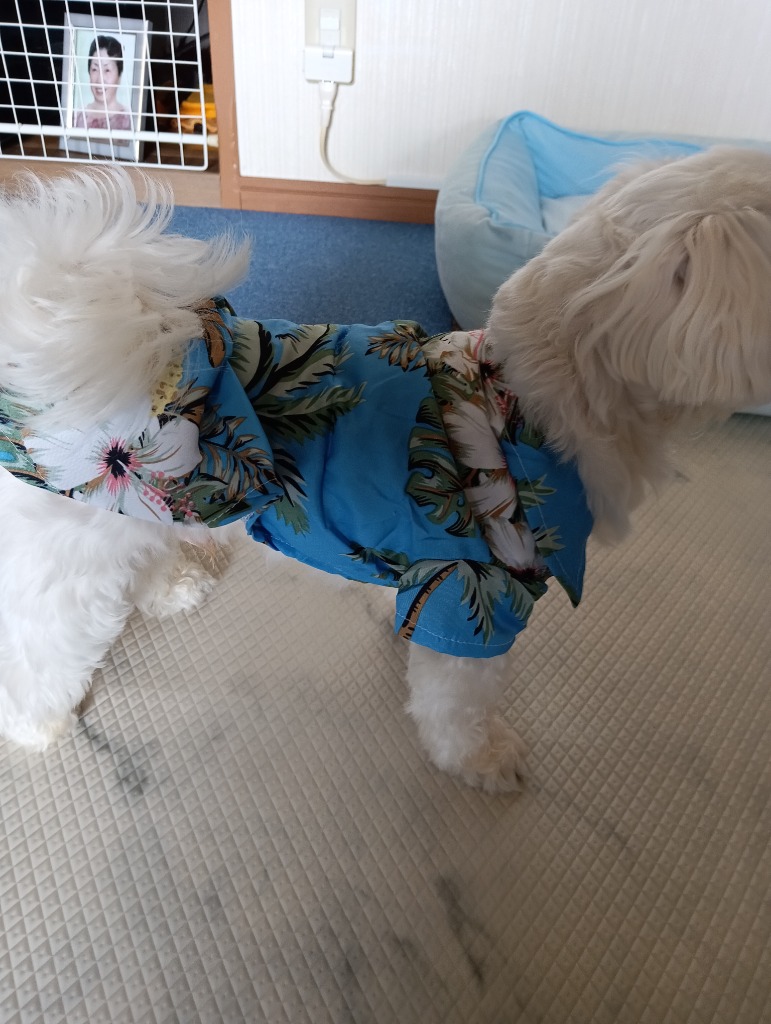 全体のレビュー画像 | 3-0