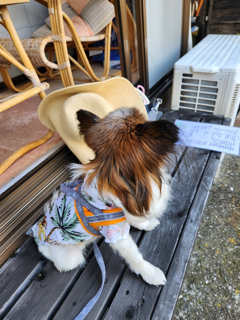 全体のレビュー画像 | 1-0