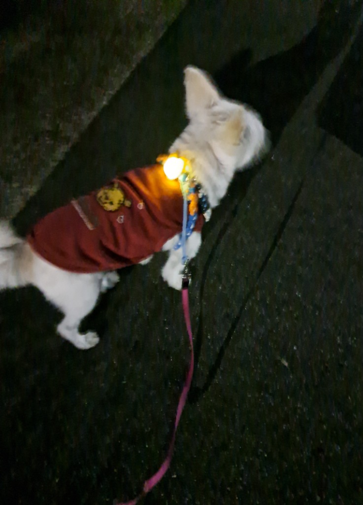 1件目のレビュー画像 | 0