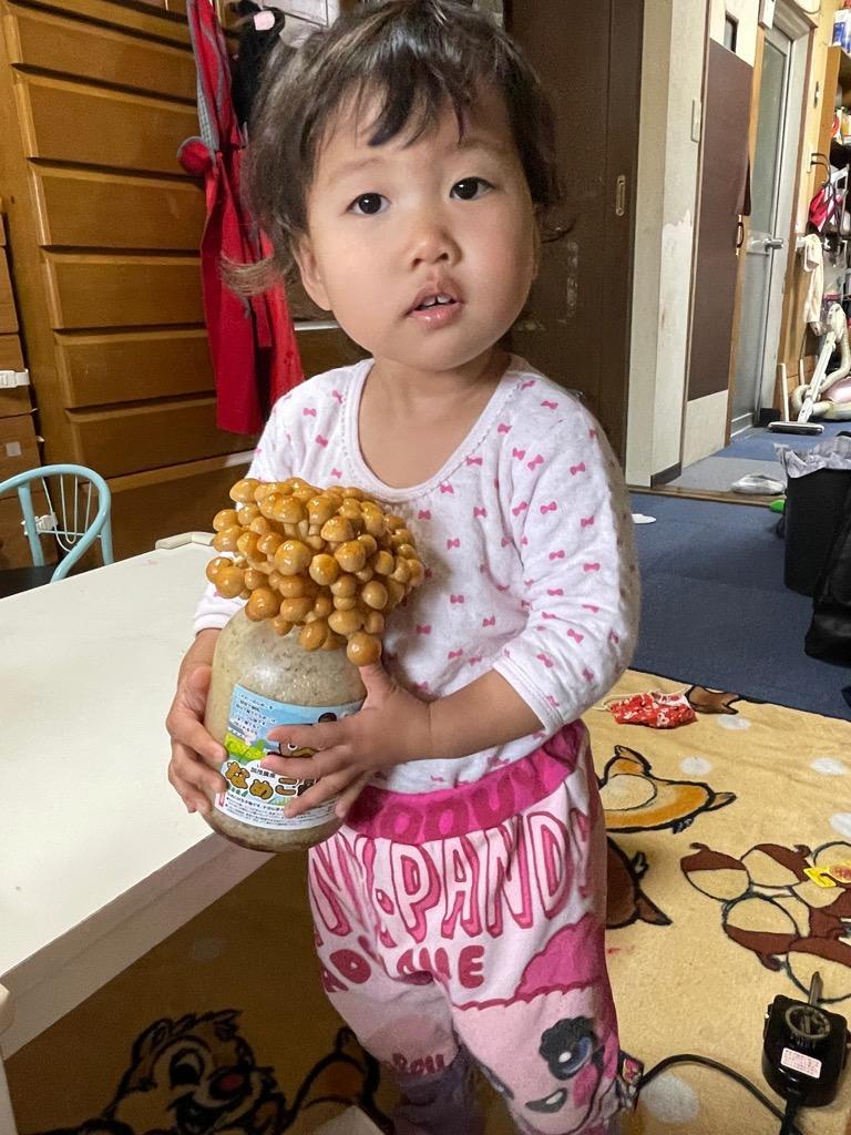 なめこ セット売り 楽天市場】リアルなめこ栽培キット なめこの通販