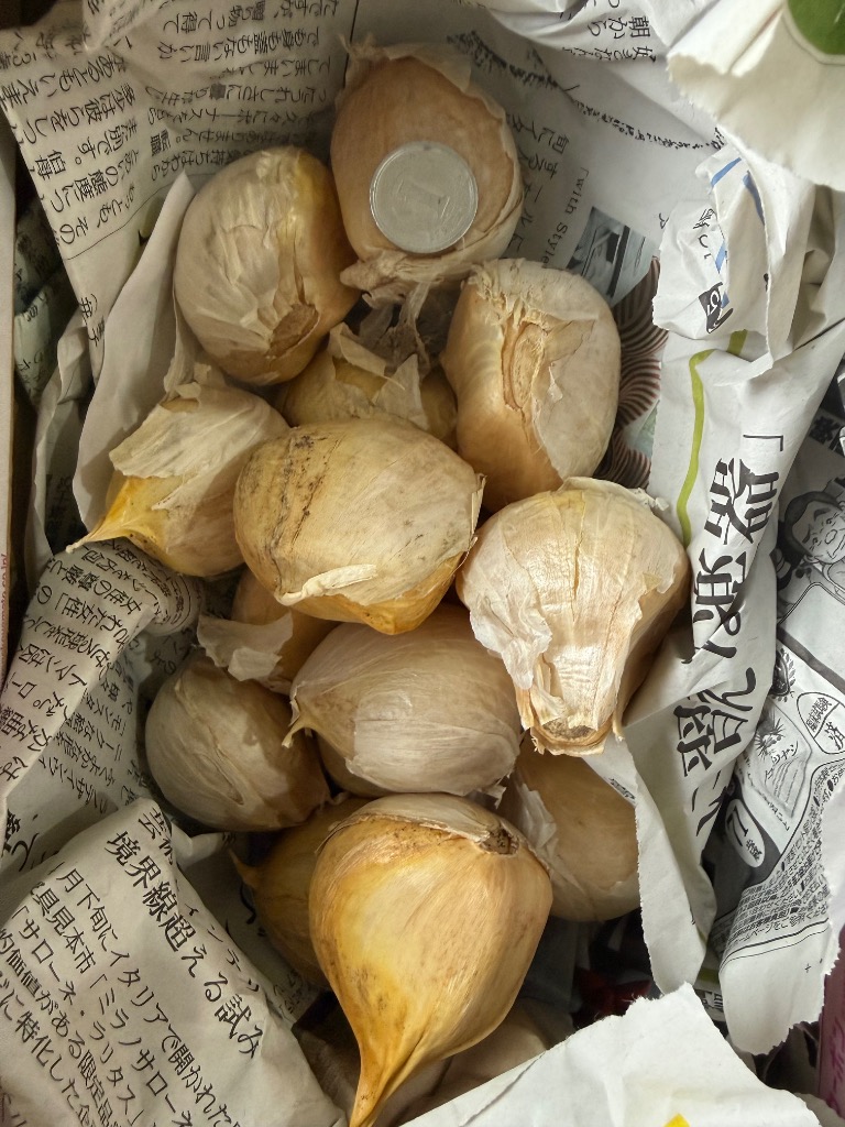 ニンニク ジャンボニンニクの種 500g : イケダグリーンセンターヤフー