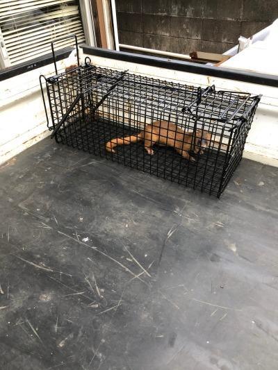 【新品・未開封】小動物キャッチャー 動物捕獲器 フック式 230×230×670 小動物キャッチャー TA24 動物捕獲器(フック式) 箱わな イタチ等