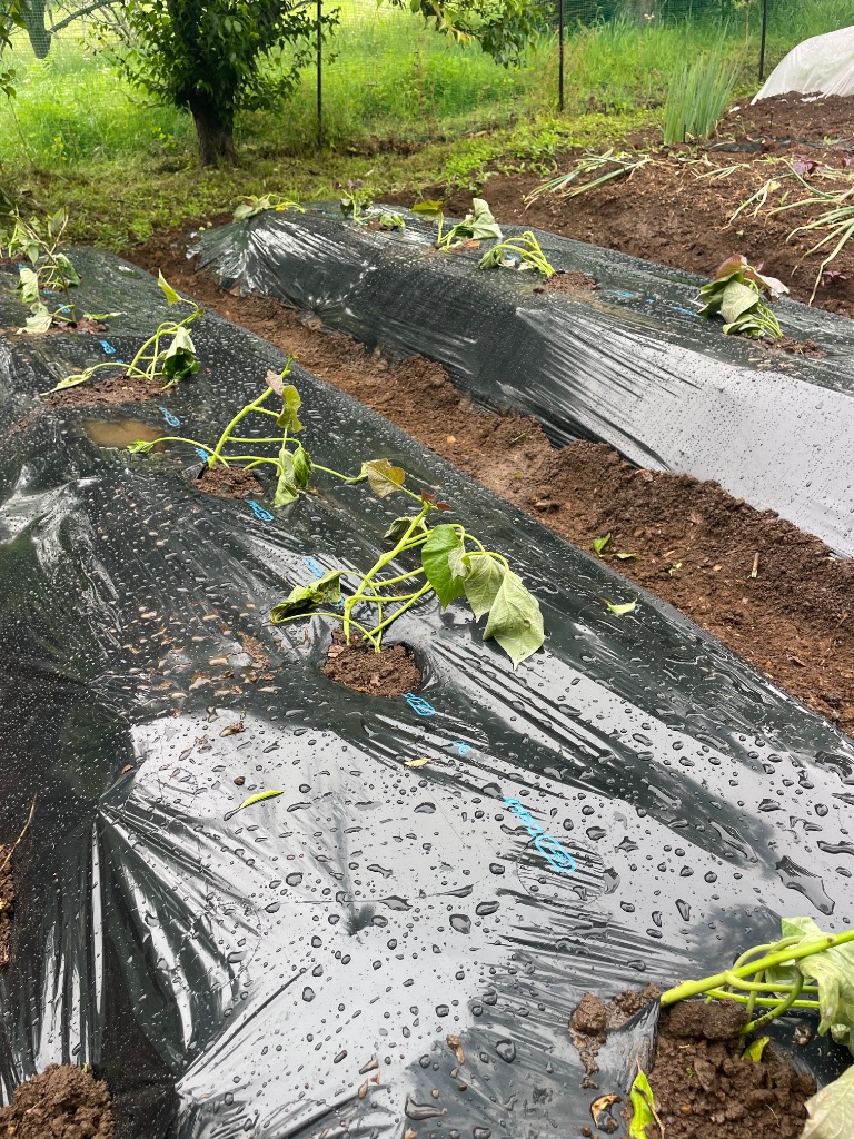 安納芋苗 10本 切り苗 ○さつまいも苗 ○サツマイモ : みやび