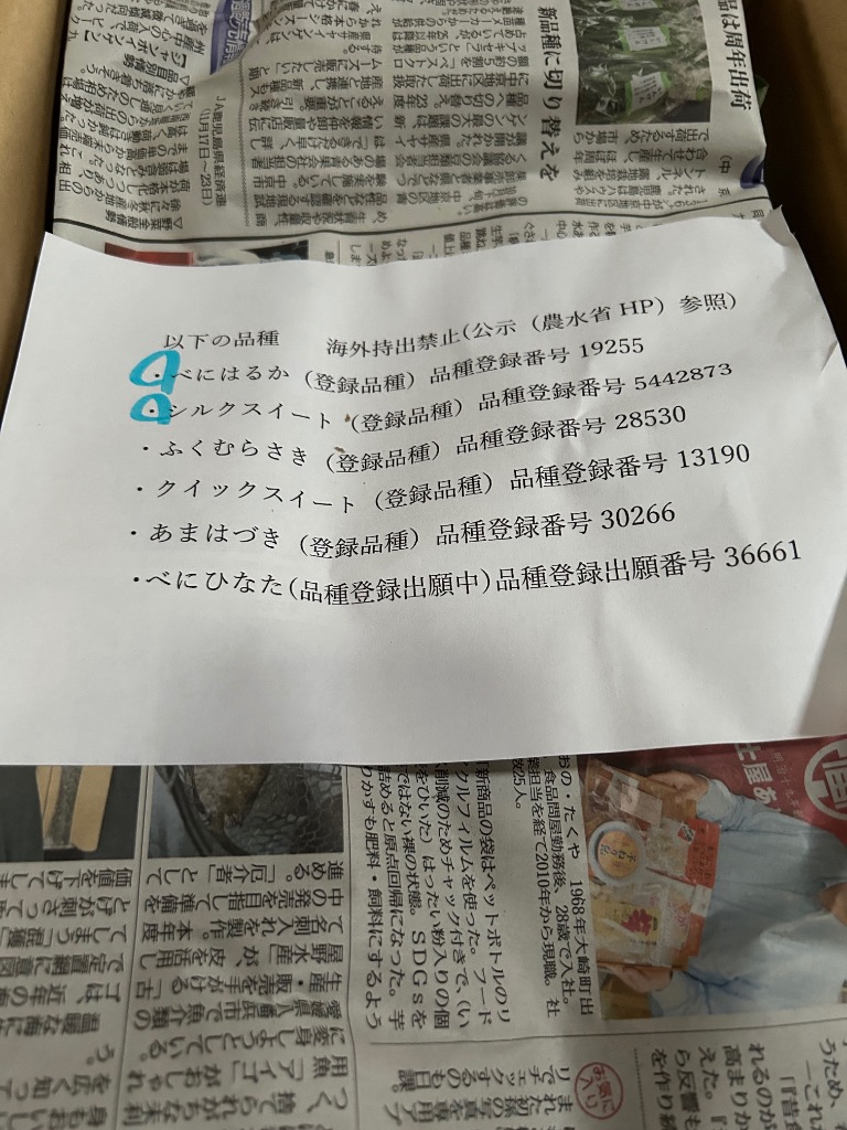 べにはるか苗800本17日発送 楽天市場】2025年NEW さつまいも ポット苗 べにはるかサツマイモ