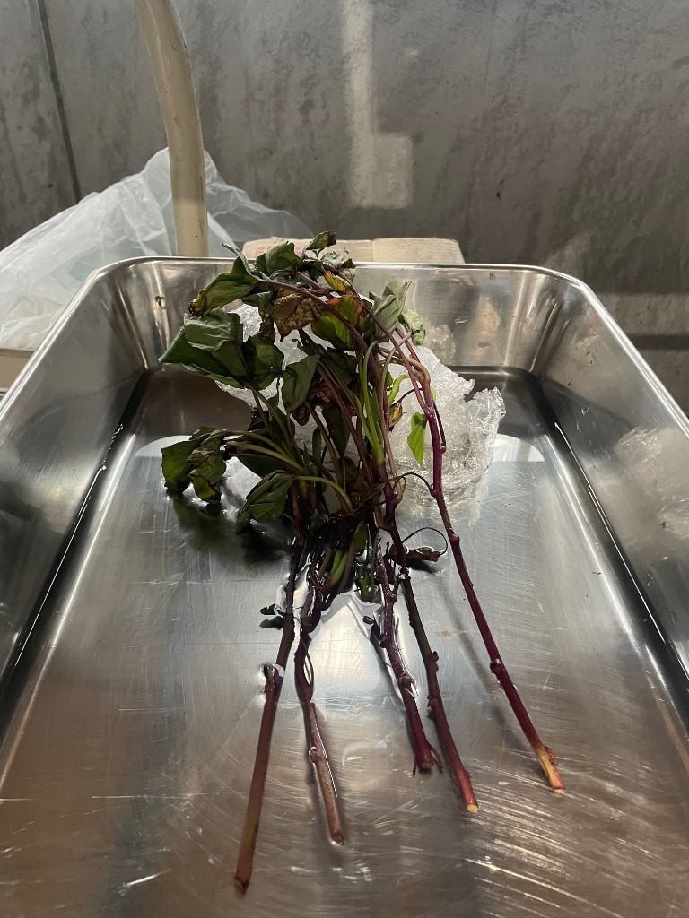 1件目のレビュー画像 | 0