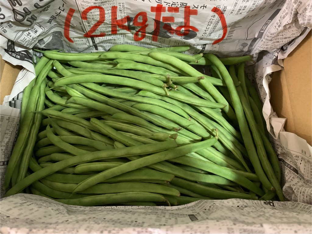 茨城県産 いんげん 2kg （箱入り） 野菜 いんげん豆 採れたて