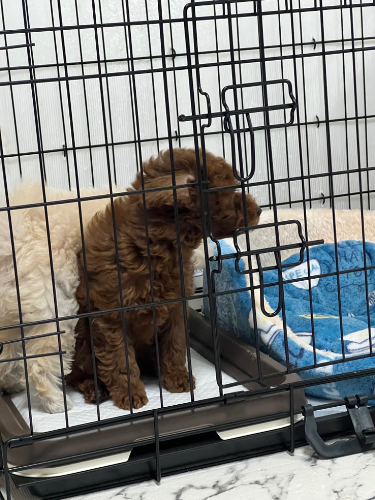 dogページ Amazon.co.jp: FEANDREA ペットケージ 犬ケージ 中型犬 大型犬
