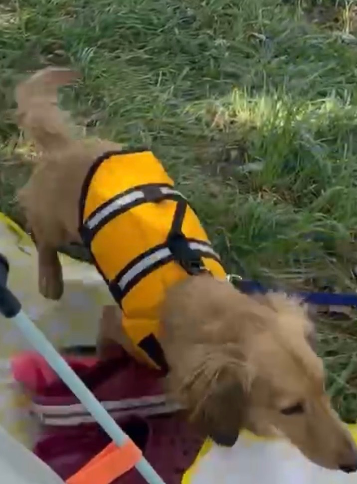 XSサイズ』犬 猫 ライフジャケット ペット ベスト式 小型犬 水遊び