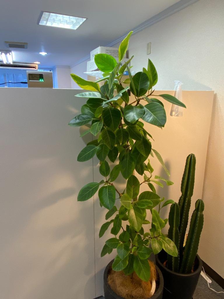 1件目のレビュー画像 | 2