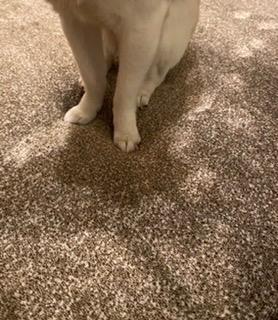 全体のレビュー画像 | 10-1