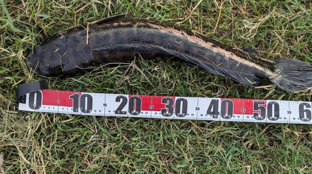 パックロッド LatesCaptor ラテスキャプター エルドラドコラボモデル エルドラド コラボ パックロッド ラテスキャプター ロング