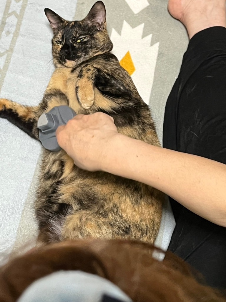 レビュー画像