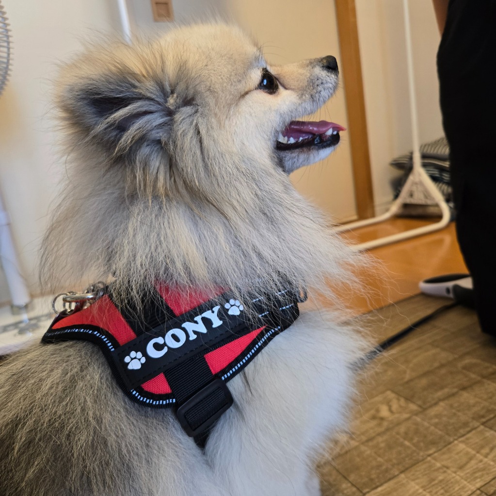 犬 ハーネス 名前入り ハンドル付き 小型犬 中型犬用 XXS〜M