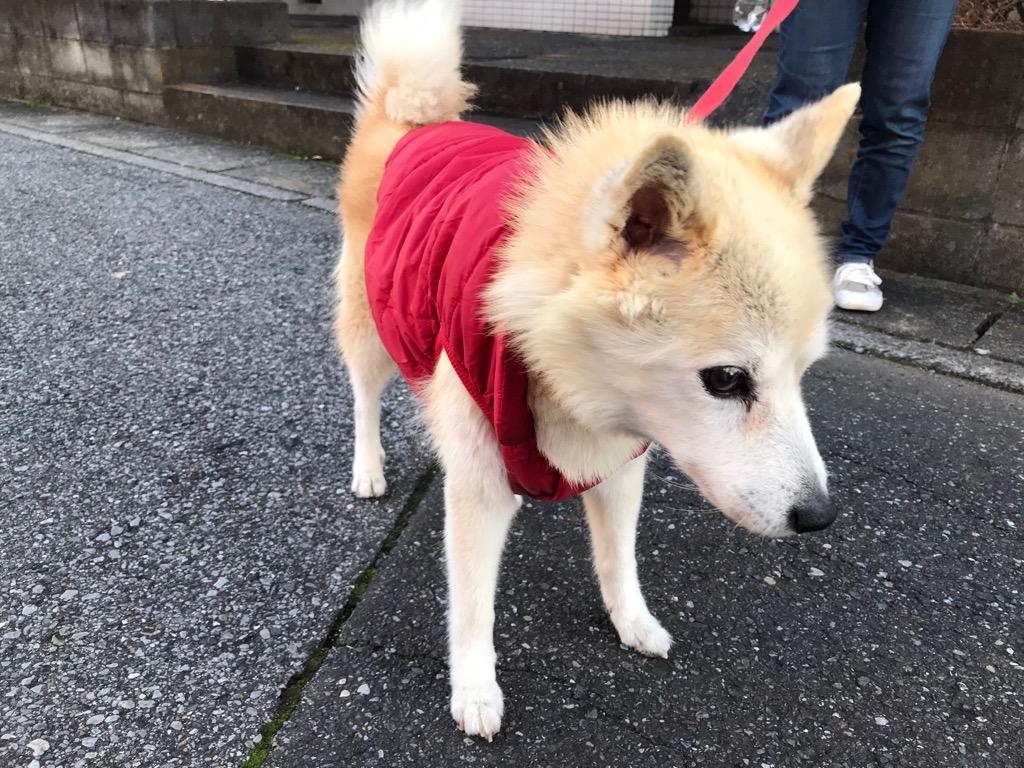 オンラインショップ 可愛い 犬服 秋冬 ペット 秋冬衣装 柔らかい T