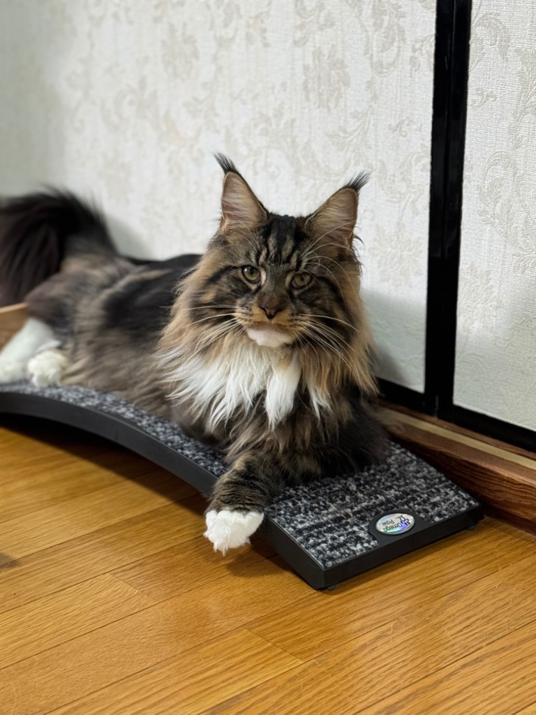 1件目のレビュー画像 | 0