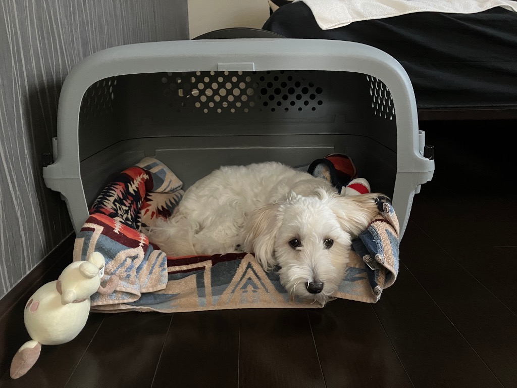 7件目のレビュー画像 | 0