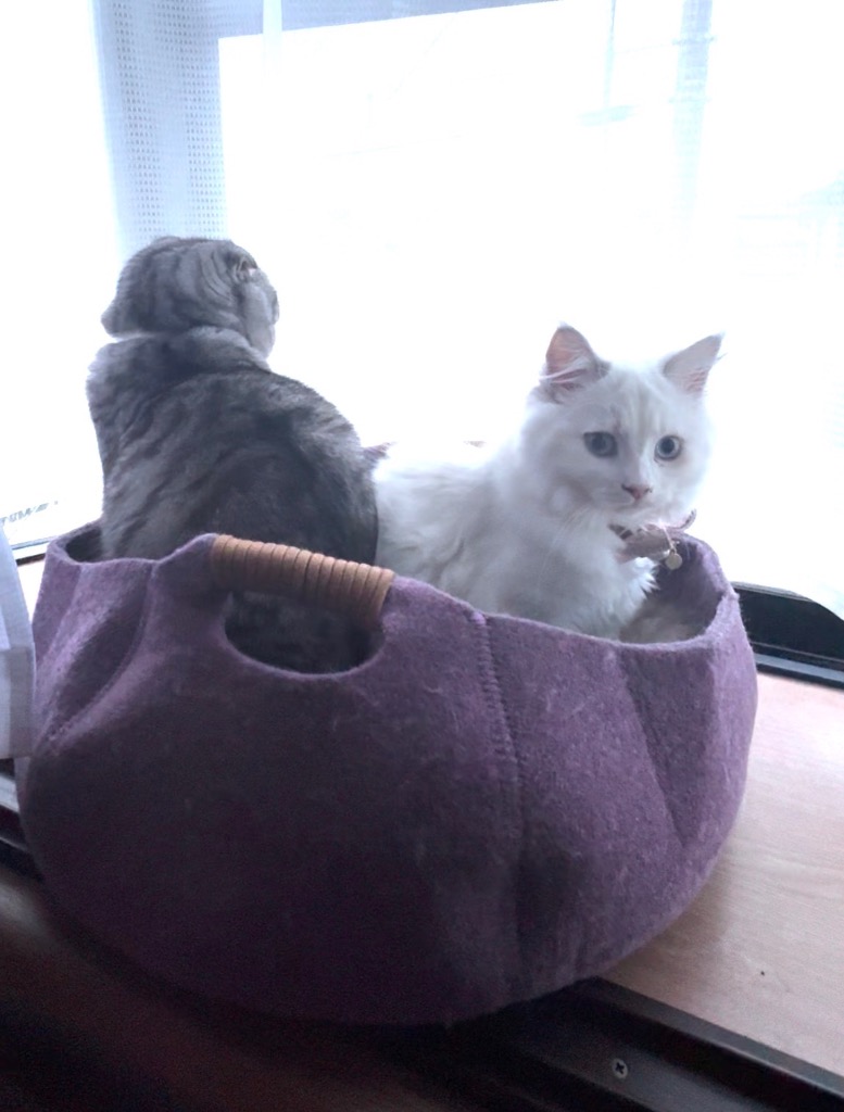 全体のレビュー画像 | 1-0