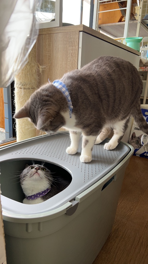 全体のレビュー画像 | 1-0