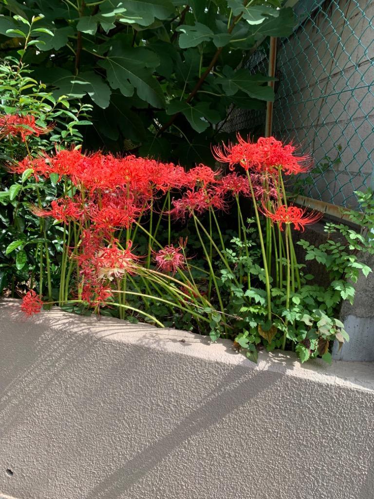 10件目のレビュー画像 | 0