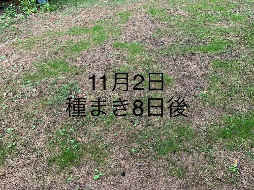 芝生の種・美しい緑を保つTOP-GREEN 250g(芝) : パワーショップFUJI