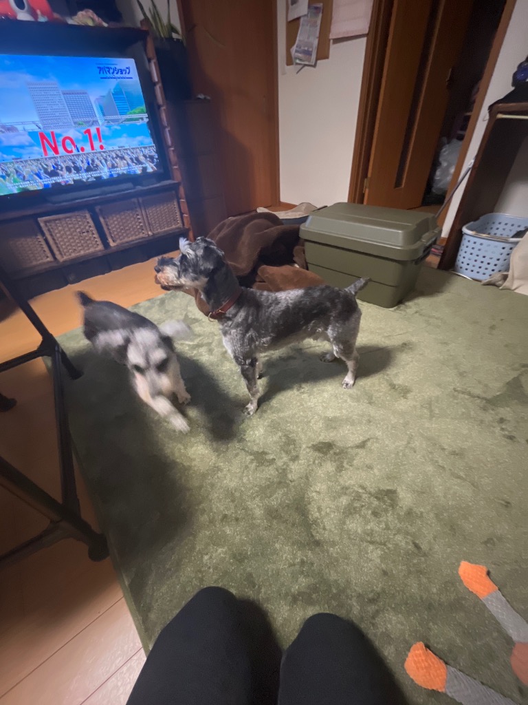 レビュー画像