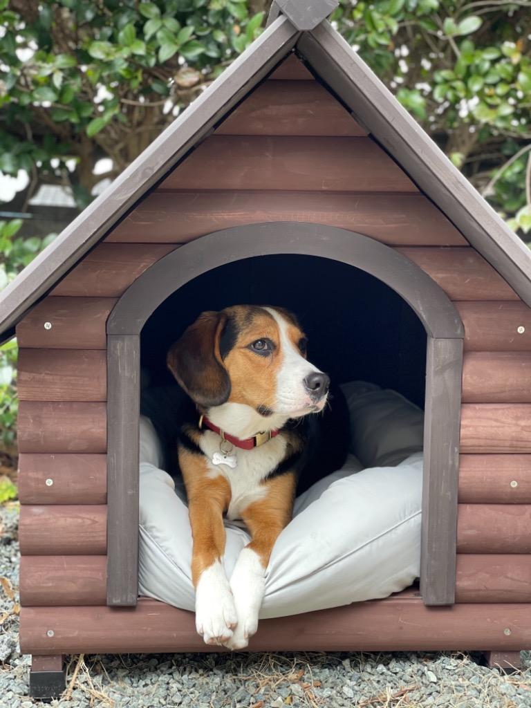 犬小屋 屋外  アイリスオーヤマ 室外  ログハウス 中型犬 大型犬 木製 ログ犬舎 おしゃれな犬小屋