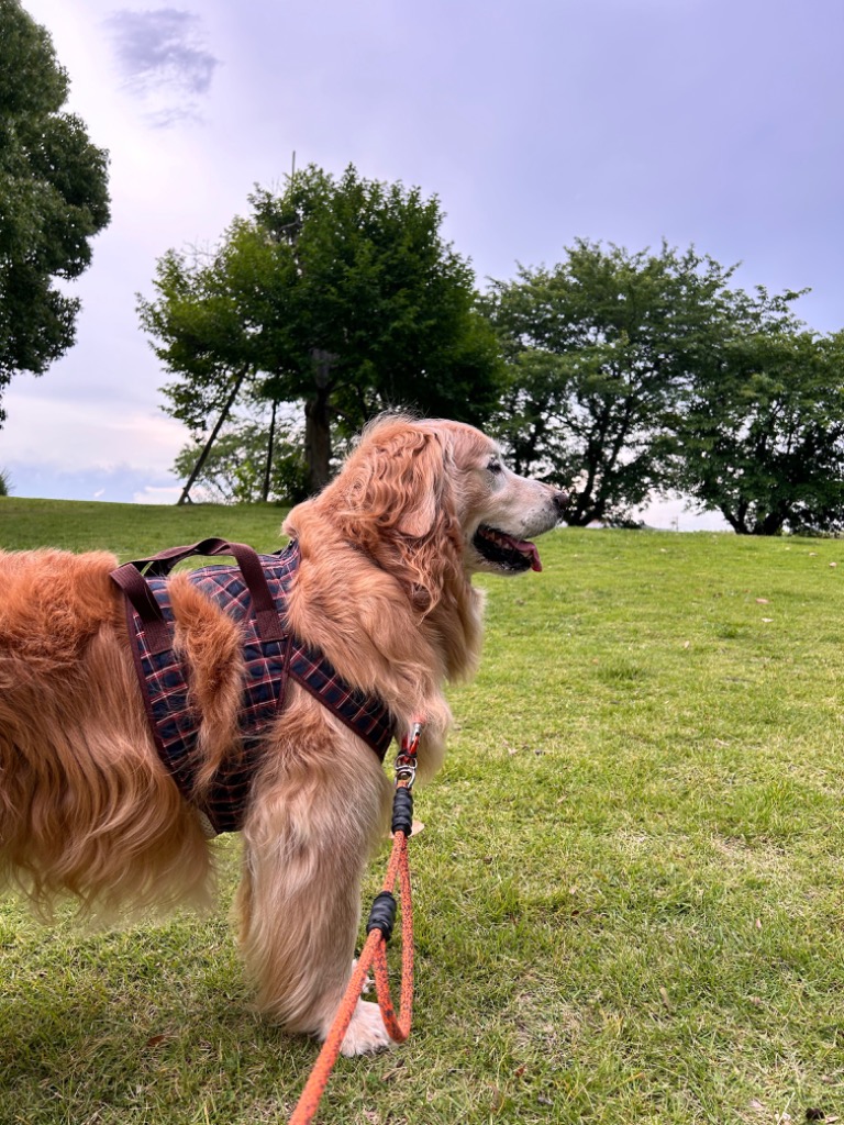 着たままねんねのハニカム胴着 持ち手1ヶ所（大型犬用歩行補助ハーネス
