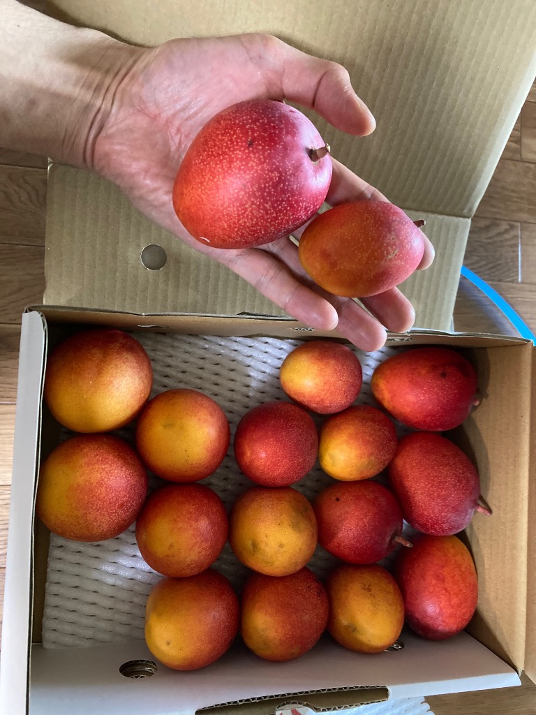 訳ありミニマンゴー1.5kg : 石崎ファーム - 通販 - Yahoo