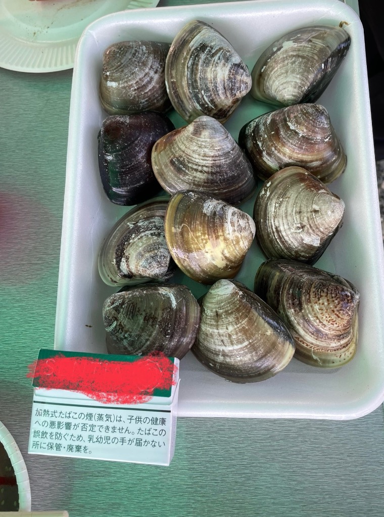 活はまぐり 大サイズ 70g〜100g 国産 [はまぐり]（入数:10〜15個