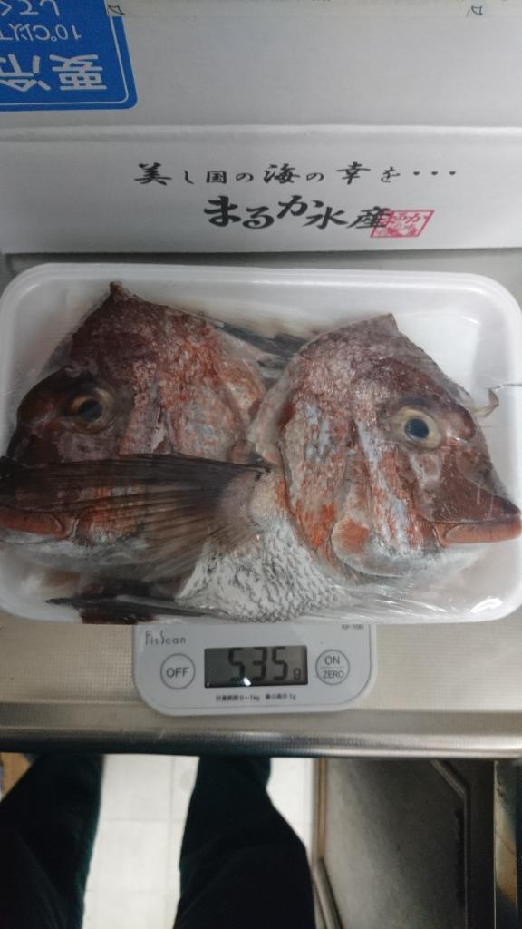 真鯛 大きめサイズ 捌いてお届けできます 1.5ｋｇ [魚介類] :madai-m-002:まるか水産Yahoo!店 - 通販 -  Yahoo!ショッピング