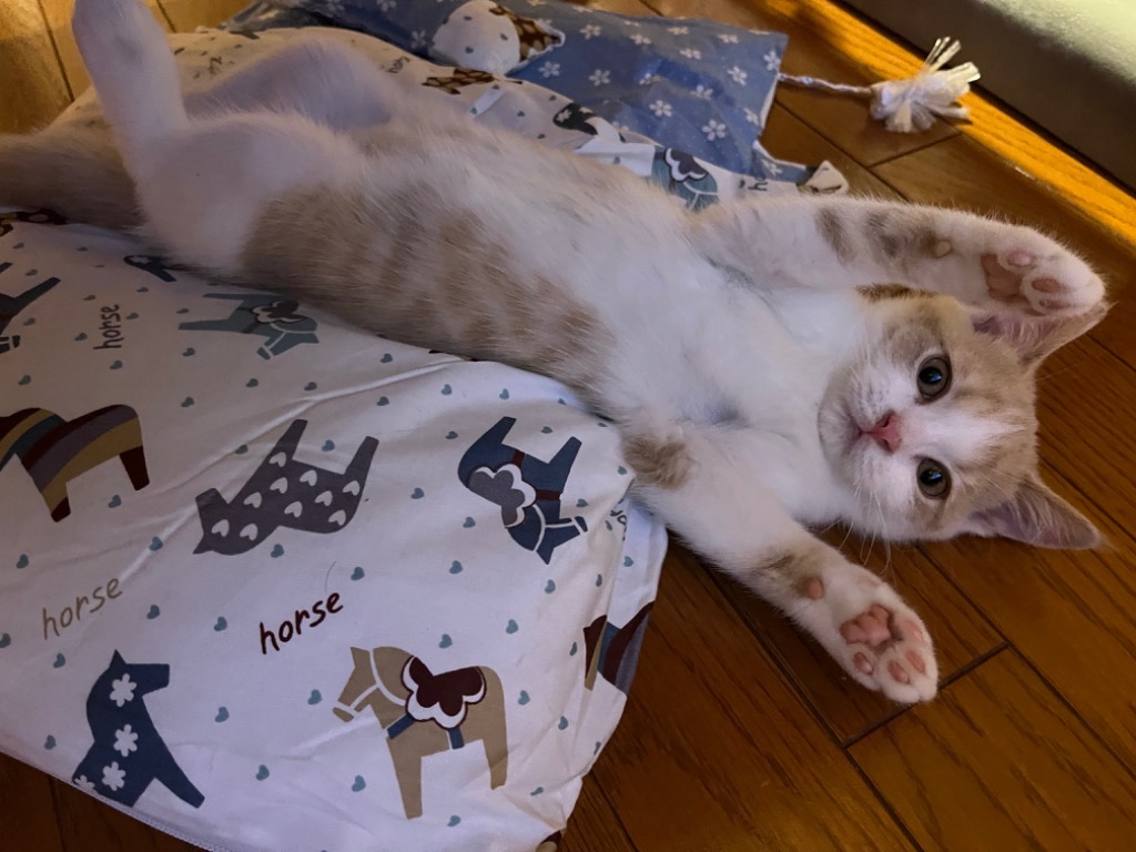 ペットベッド 猫用寝袋 お布団 和風 ぺットクッション ペットマット 取り外し 洗える かわいい ふわふわ 柔らかい 冬用 暖か 保温 小型犬 枕付