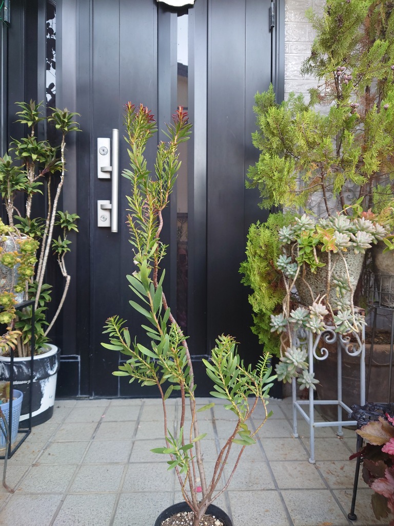 ITANSE リューカデンドロン・サファリ・サンセット 庭木 5号ポット 1個