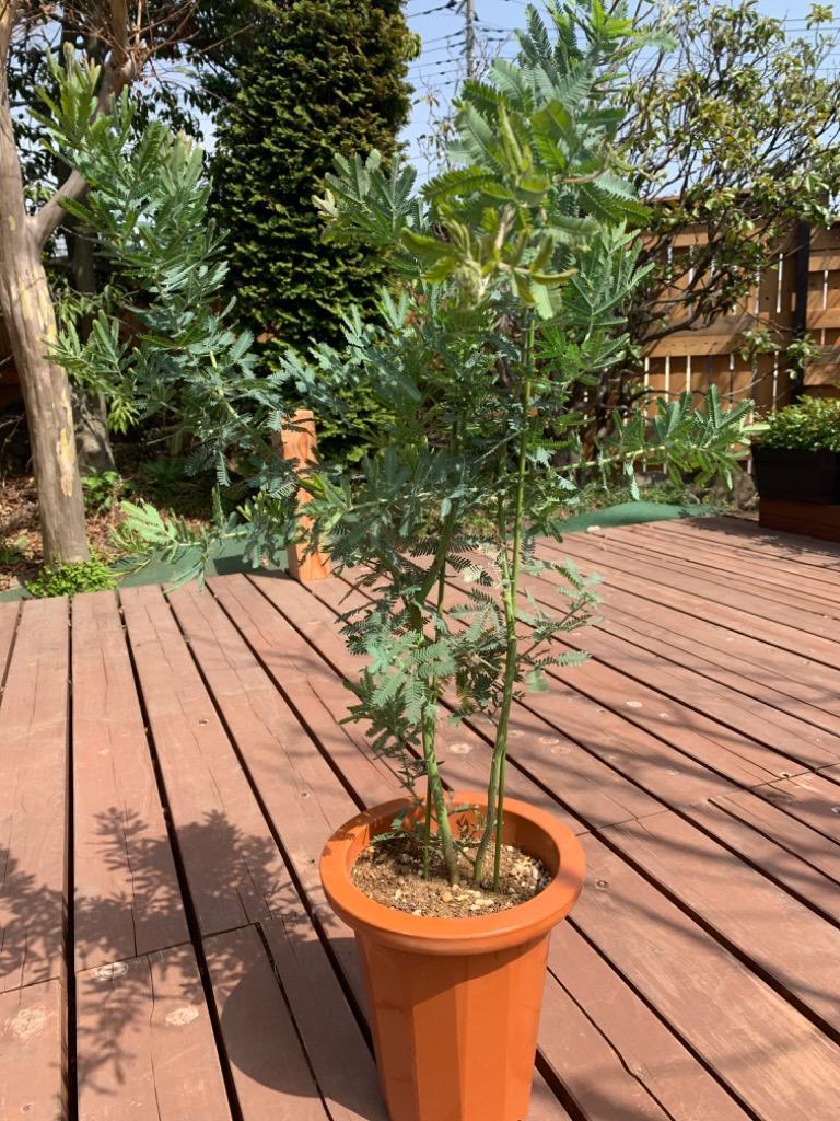 現品》イロハモミジ 株立ち 樹高1.8m（根鉢含まず）174【紅葉