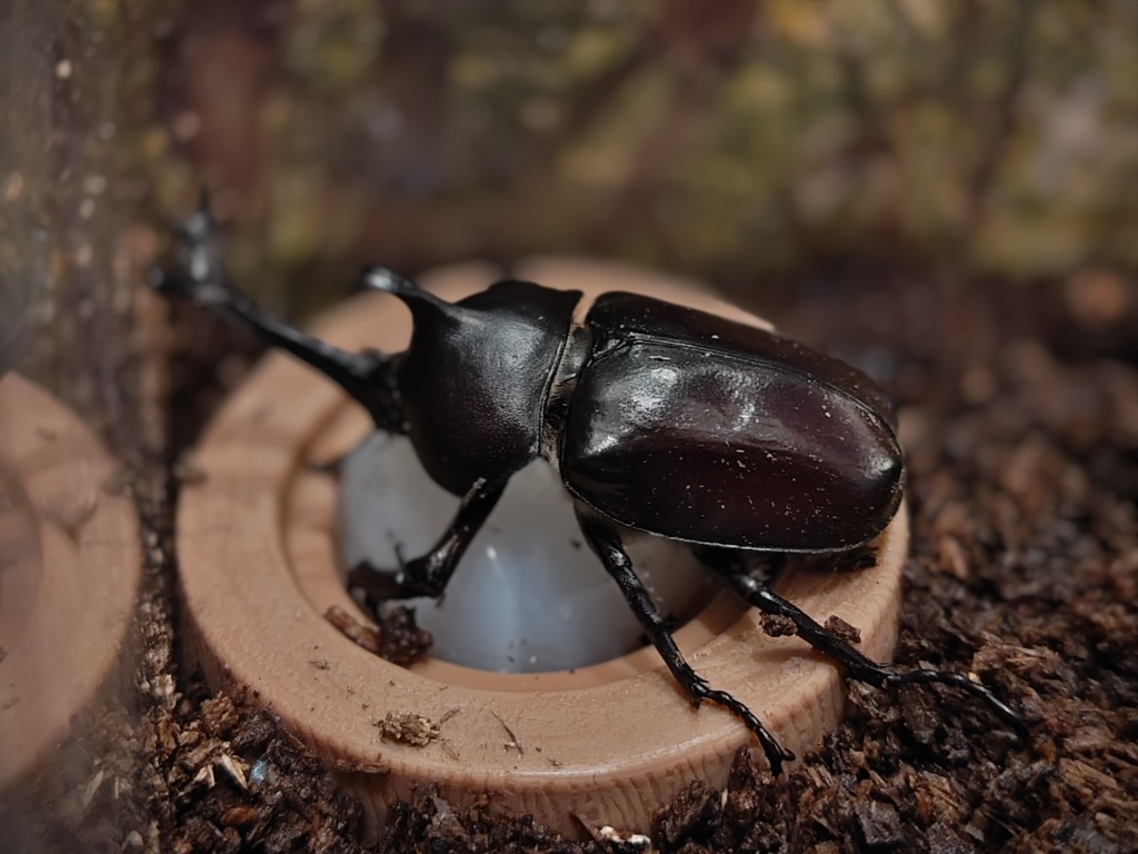 昆虫ゼリー プロゼリー 16g KBファーム (16g50個) クワガタ