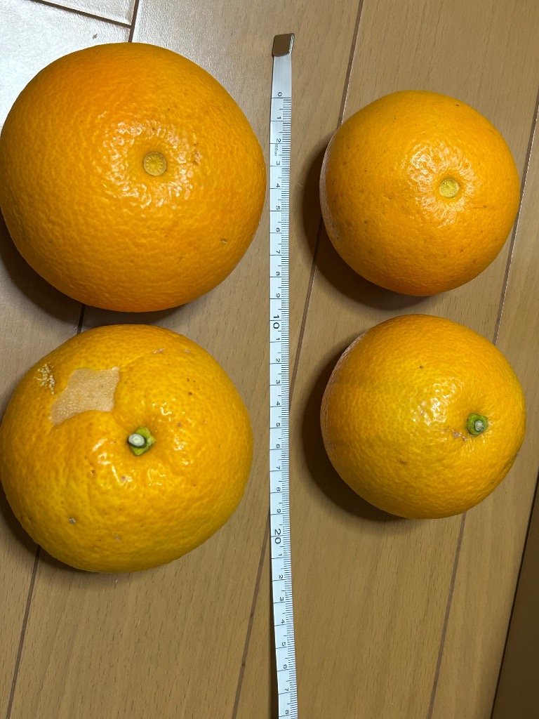 伊藤農園 八朔 はっさく 訳あり 5kg 和歌山みかん ハッサク 旬 みかん