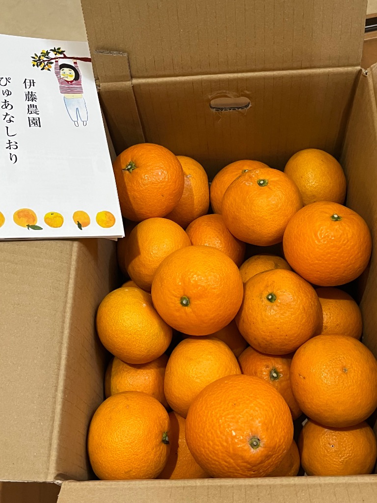 伊藤農園 清見 きよみ 訳あり 5kg 和歌山みかん キヨミ 清見