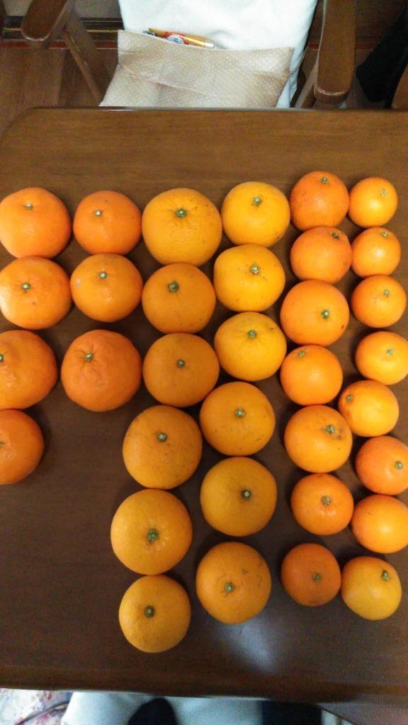 2箱購入で送料無料 みかん フルーツ 詰め合わせ かんきつ類 訳あり 2kg みかん 和歌山 自宅用 柑橘類 旬 Zzz2 9 伊藤農園 ジュースと果実 Yahoo 店 通販 Yahoo ショッピング