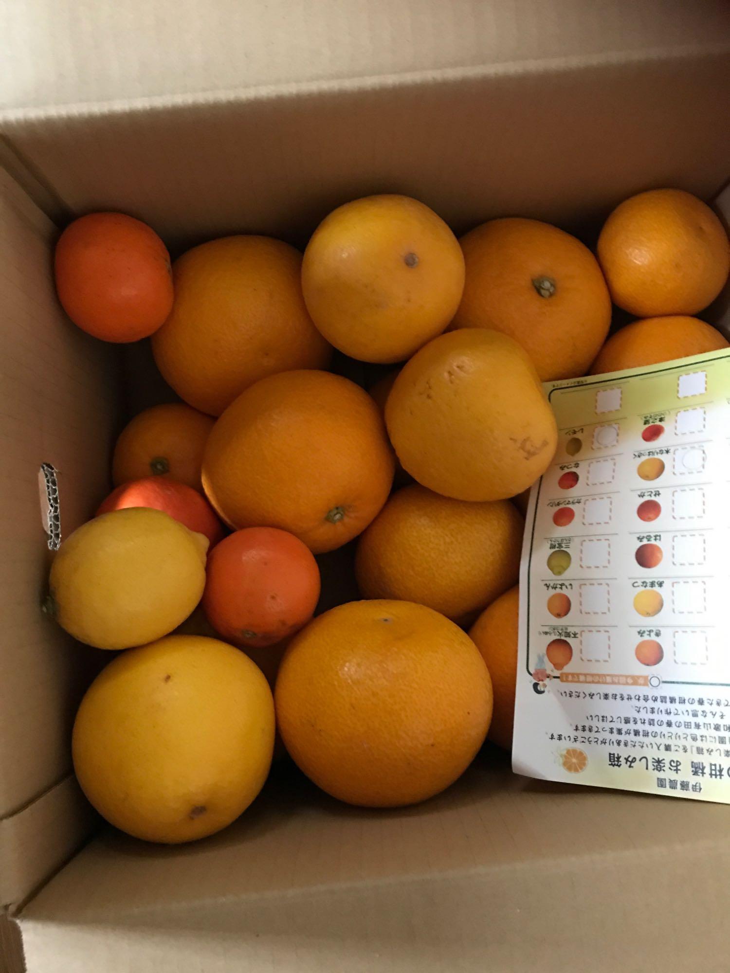 2箱購入で送料無料 みかん フルーツ 詰め合わせ かんきつ類 訳あり 2kg みかん 和歌山 自宅用 柑橘類 旬 Zzz2 9 伊藤農園 ジュースと果実 Yahoo 店 通販 Yahoo ショッピング 2箱購入で送料無料 みかん フルーツ 詰め合わせ かんきつ類 訳あり 2kg みかん 和歌山 自宅用 柑橘類 旬 Zzz2 9 伊藤農園 ジュースと果実 Yahoo 店 通販 Yahoo ショッピング